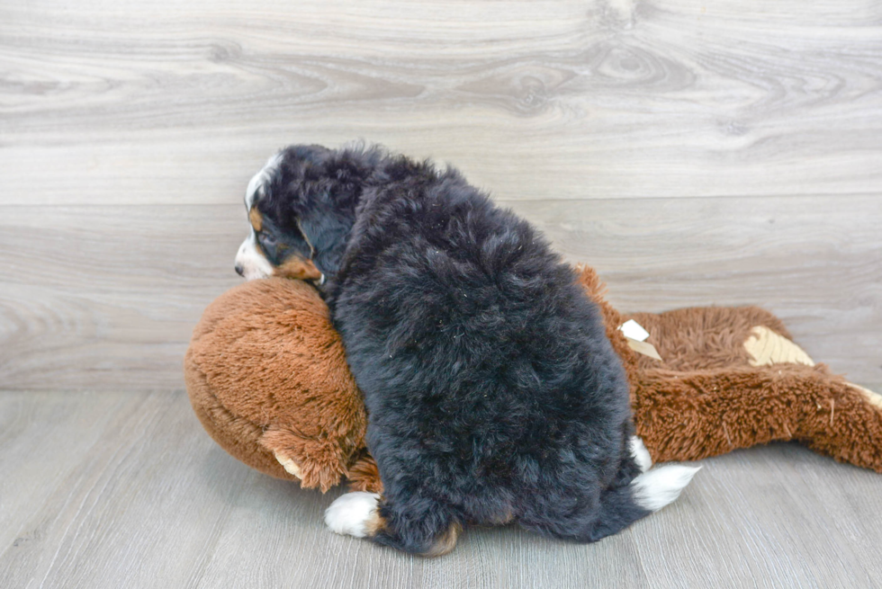 Best Mini Bernedoodle Baby