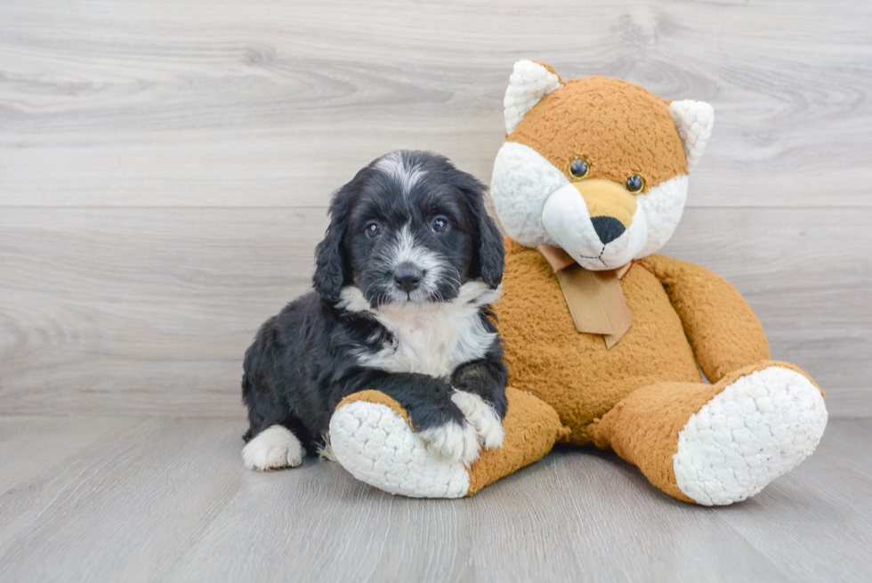 Best Mini Bernedoodle Baby