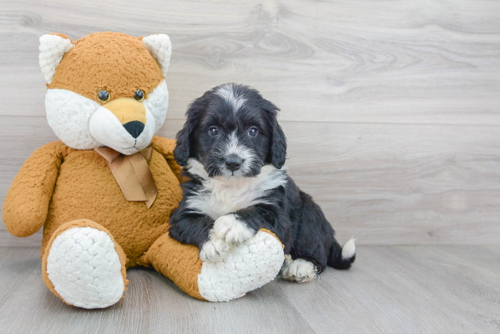 Small Mini Bernedoodle Baby