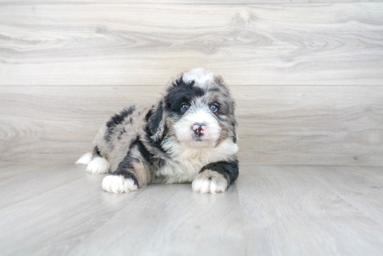 Mini Bernedoodle Pup Being Cute