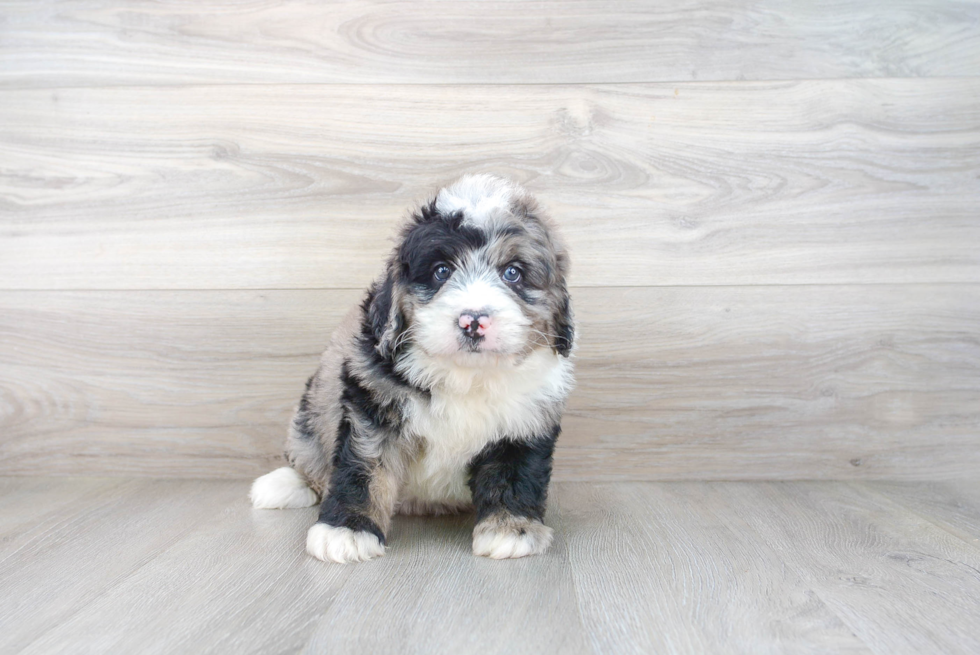 Mini Bernedoodle Pup Being Cute