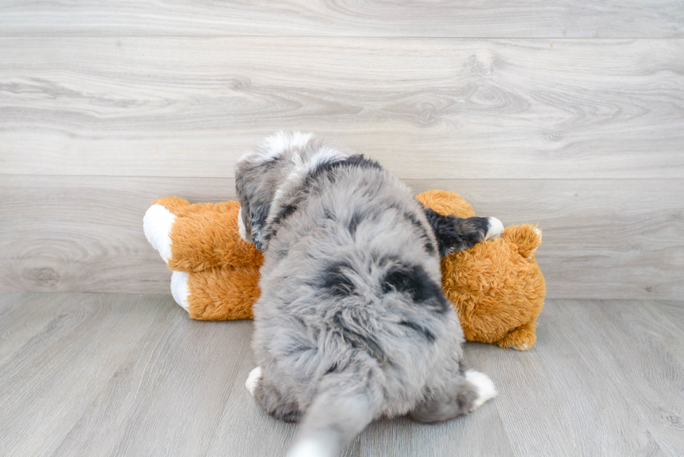 Sweet Mini Bernedoodle Baby