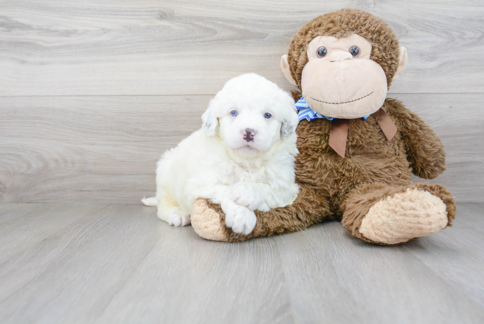 Energetic Mini Berniedoodle Poodle Mix Puppy