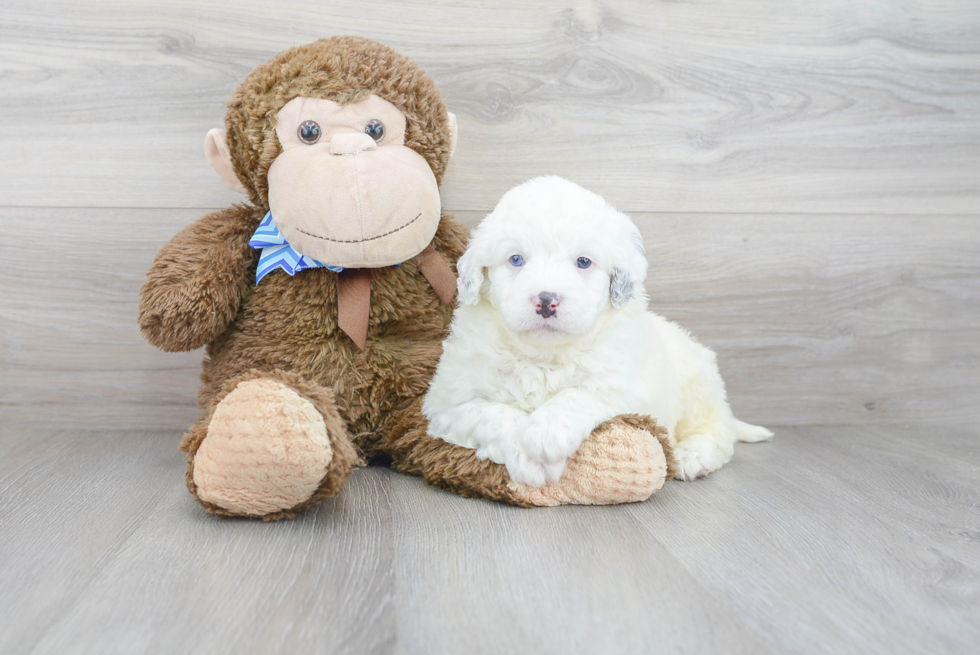 Playful Bernadoodle Poodle Mix Puppy