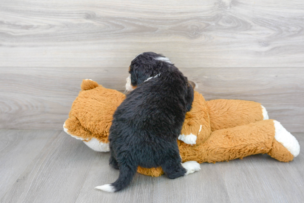 Adorable Mini Berniedoodle Poodle Mix Puppy