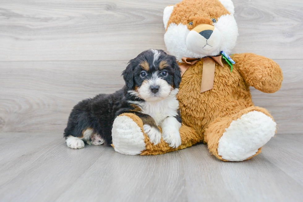 Petite Mini Bernedoodle Poodle Mix Pup