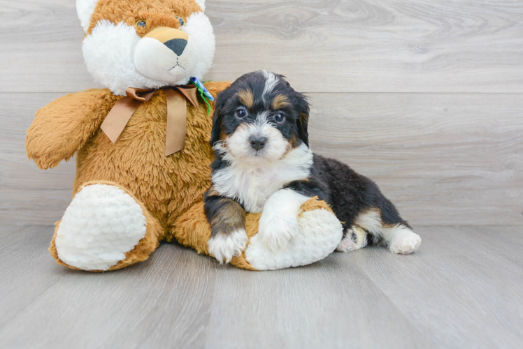 Sweet Mini Bernedoodle Baby