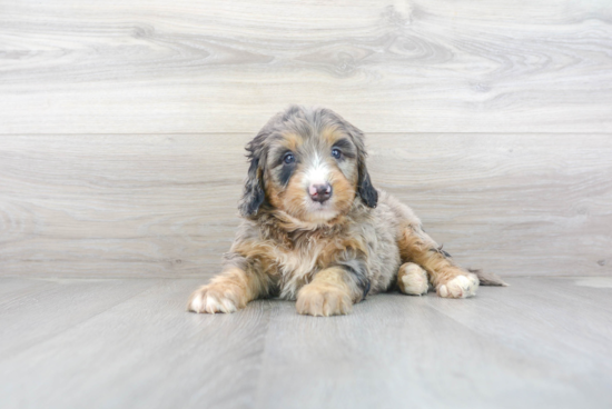 Funny Mini Bernedoodle Poodle Mix Pup