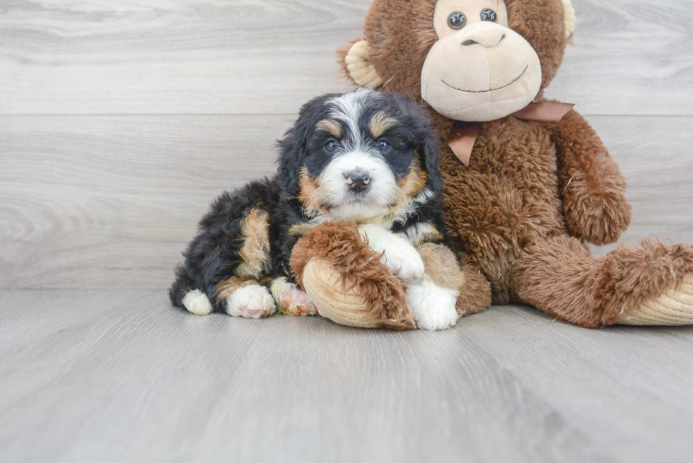 Best Mini Bernedoodle Baby