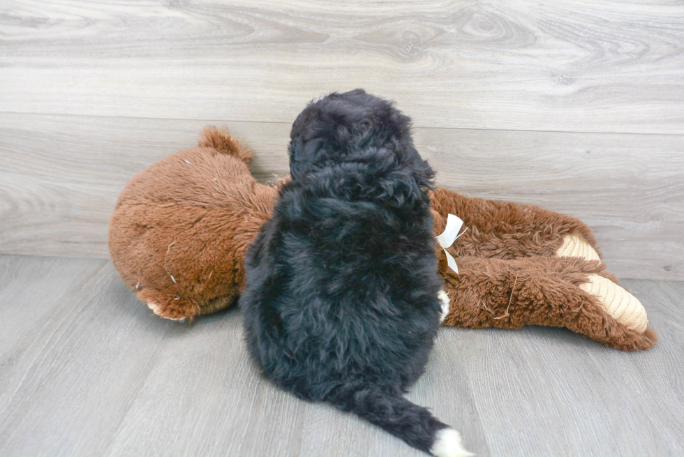 Best Mini Bernedoodle Baby