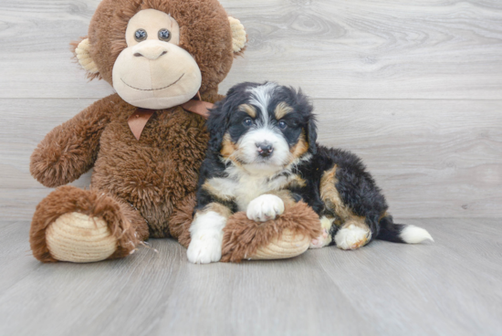 Mini Bernedoodle Pup Being Cute