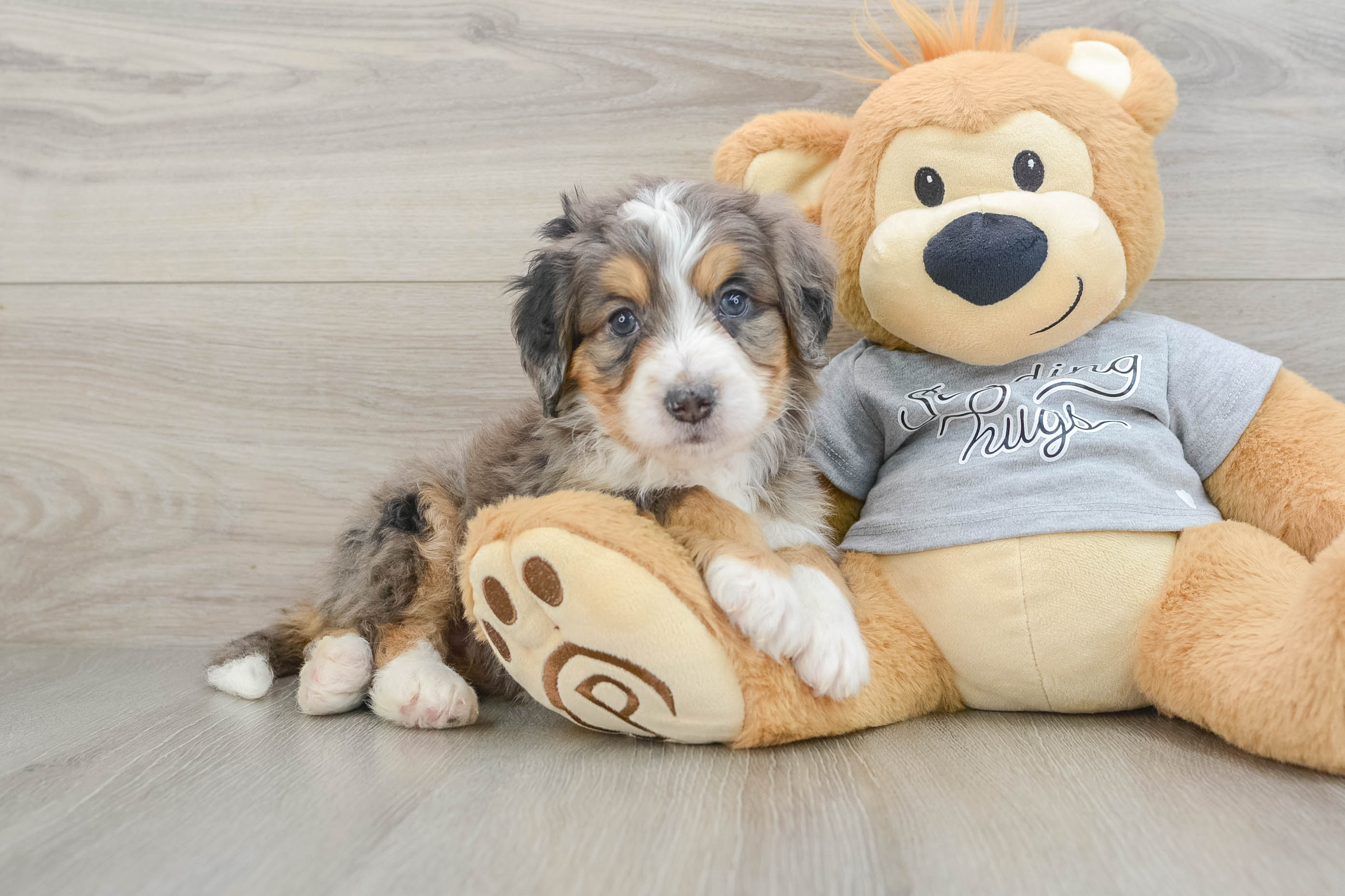 Friendly Mini Bernedoodle Baby
