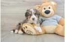 Friendly Mini Bernedoodle Baby