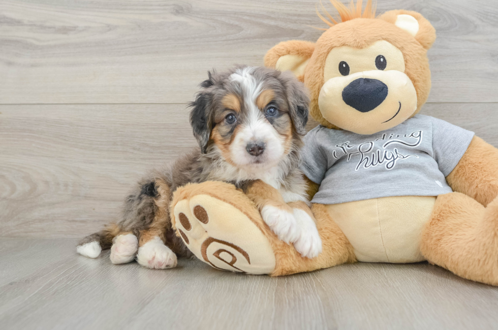 5 week old Mini Bernedoodle Puppy For Sale - Premier Pups