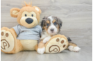 Popular Mini Bernedoodle Poodle Mix Pup