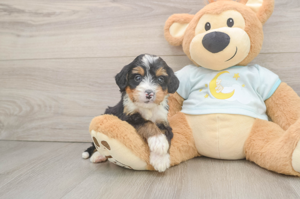 5 week old Mini Bernedoodle Puppy For Sale - Premier Pups