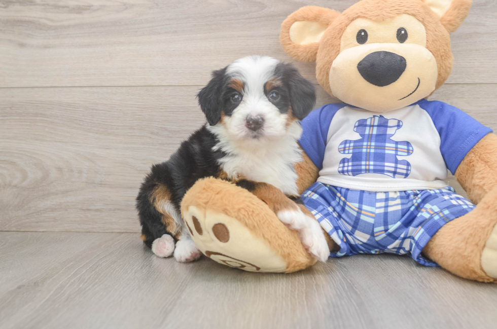 5 week old Mini Bernedoodle Puppy For Sale - Premier Pups