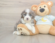 6 week old Mini Bernedoodle Puppy For Sale - Premier Pups