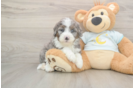 Best Mini Bernedoodle Baby