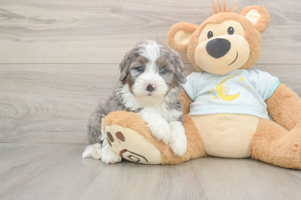 Best Mini Bernedoodle Baby