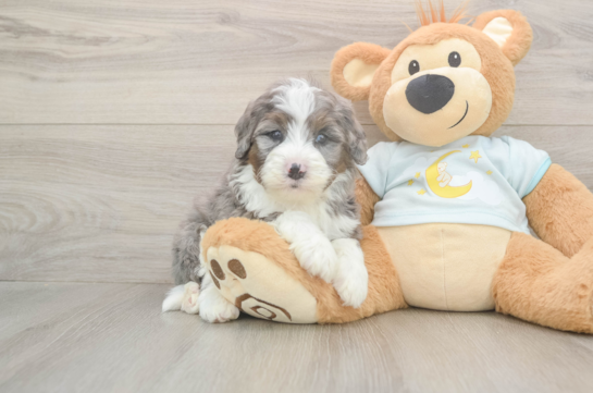 Best Mini Bernedoodle Baby