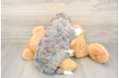 Playful Mini Bernesepoo Poodle Mix Puppy