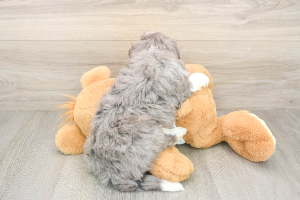 Playful Mini Bernesepoo Poodle Mix Puppy