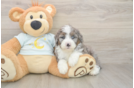 Fluffy Mini Bernedoodle Poodle Mix Pup
