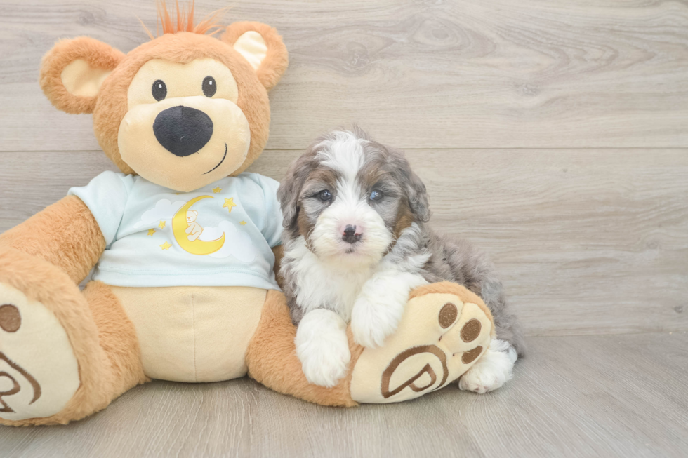 Fluffy Mini Bernedoodle Poodle Mix Pup