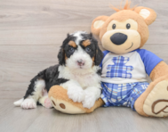 7 week old Mini Bernedoodle Puppy For Sale - Premier Pups