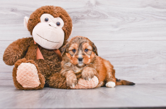 Best Mini Bernedoodle Baby