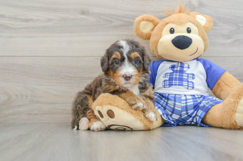 5 week old Mini Bernedoodle Puppy For Sale - Premier Pups