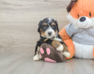 5 week old Mini Bernedoodle Puppy For Sale - Premier Pups