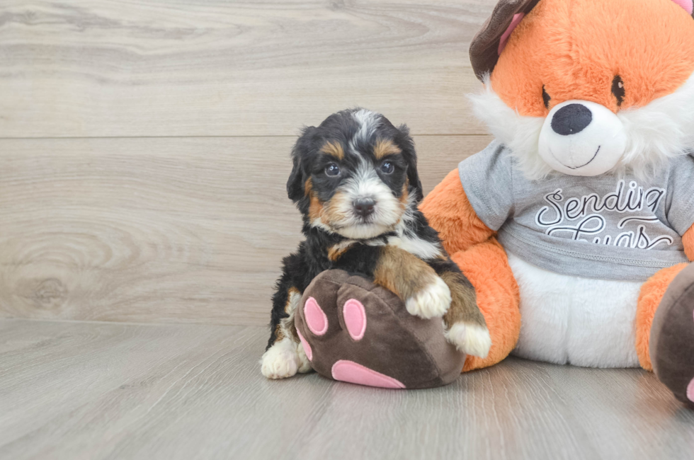 5 week old Mini Bernedoodle Puppy For Sale - Premier Pups