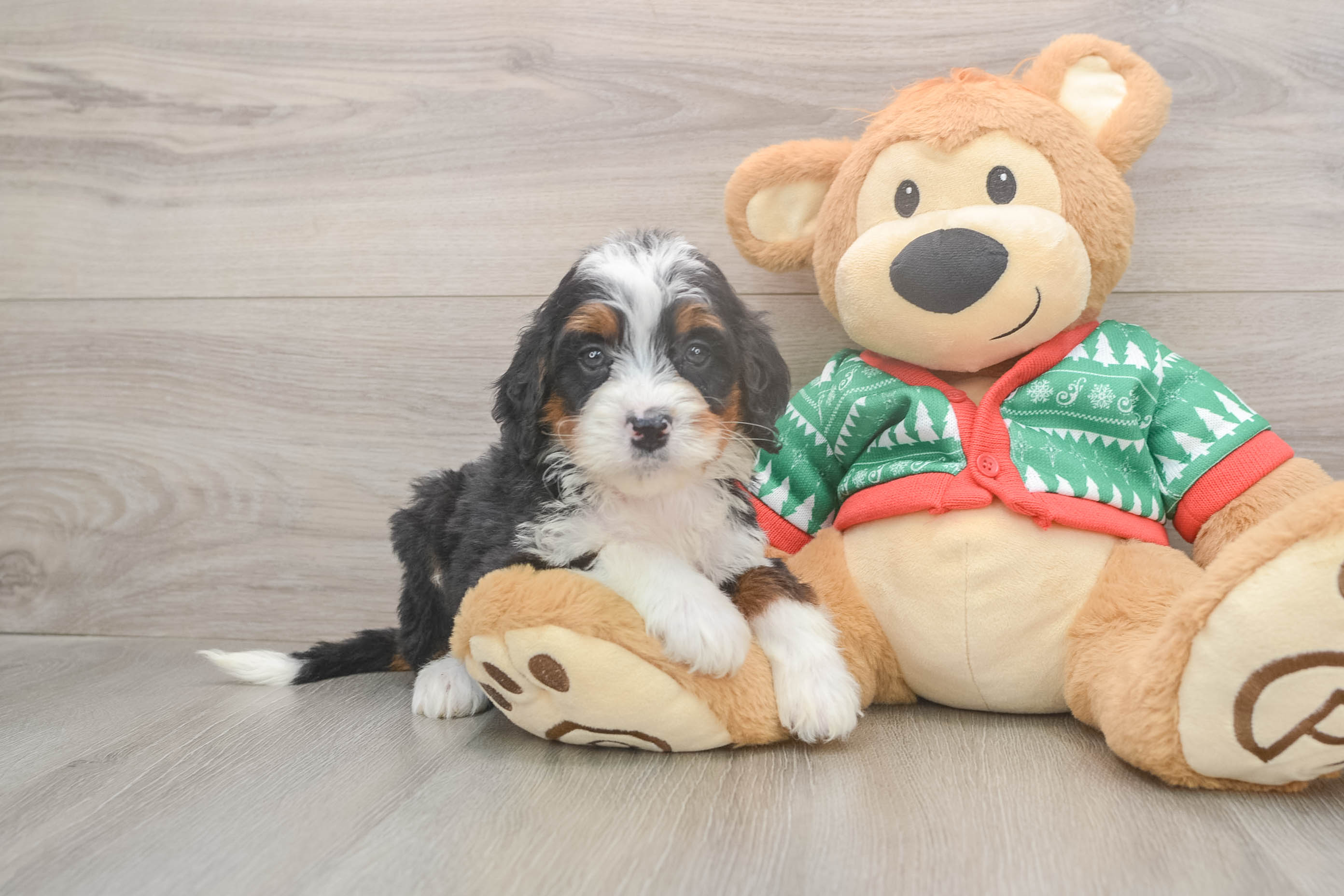 Hypoallergenic Mini Bernadoodle Poodle Mix Puppy
