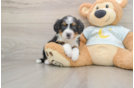 Best Mini Bernedoodle Baby