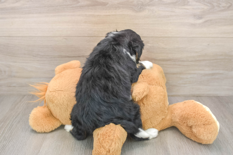 Hypoallergenic Bernese Doodle Poodle Mix Puppy