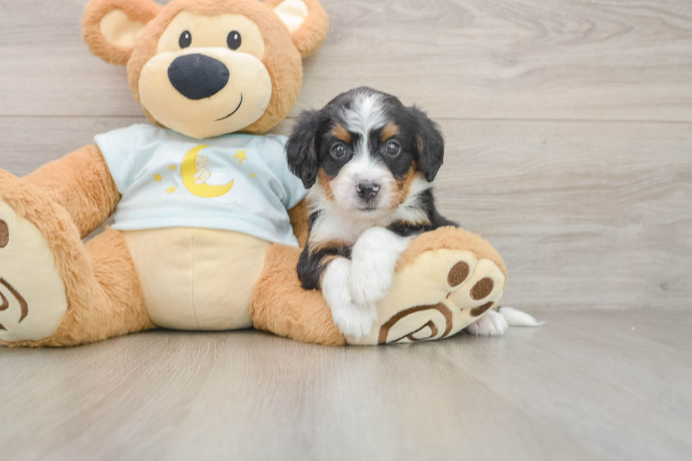 Best Mini Bernedoodle Baby