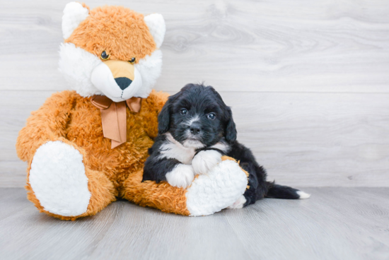 Hypoallergenic Mini Berniedoodle Poodle Mix Puppy