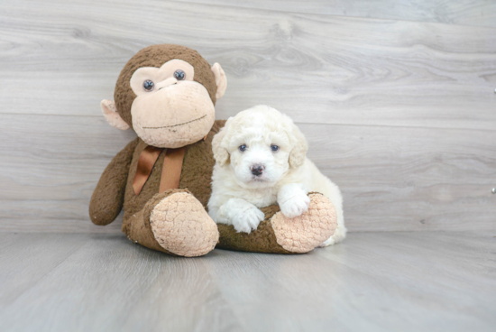 Playful Mini Berniedoodle Poodle Mix Puppy