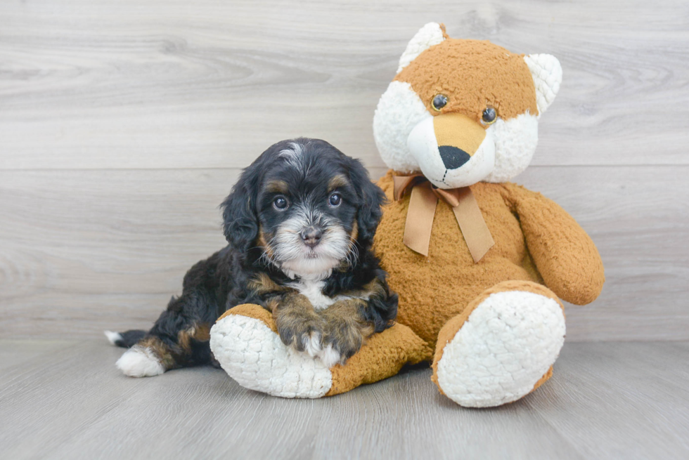 Adorable Mini Berniedoodle Poodle Mix Puppy