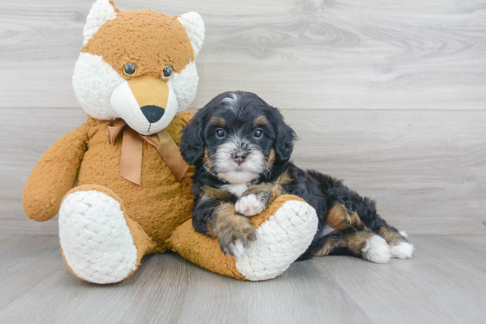 Energetic Mini Berniedoodle Poodle Mix Puppy