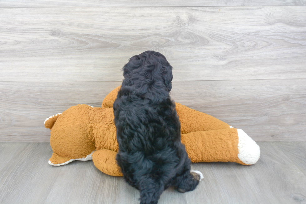 Best Mini Bernedoodle Baby