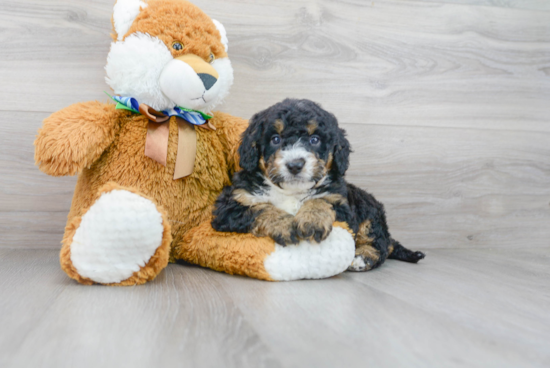 Mini Bernedoodle Pup Being Cute