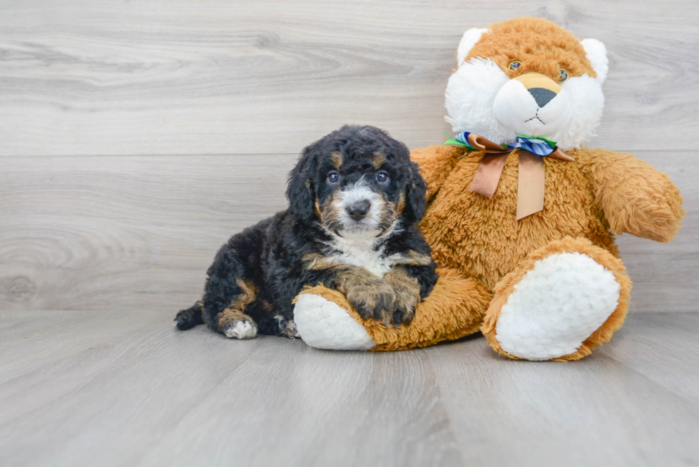 Little Bernadoodle Poodle Mix Puppy