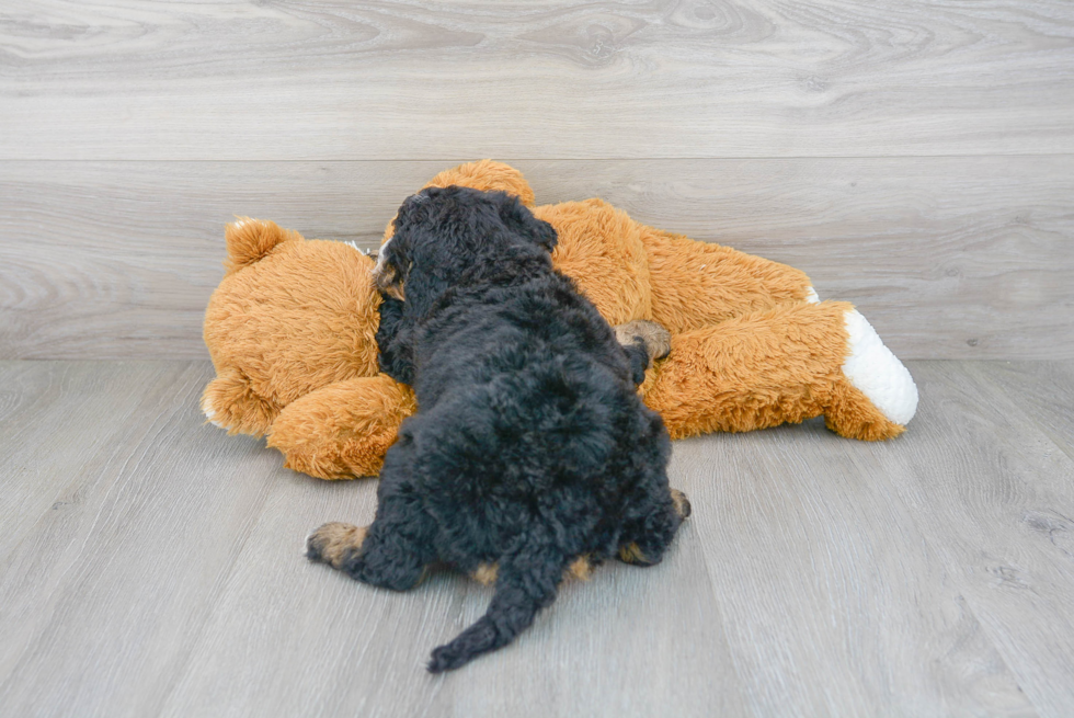 Mini Bernedoodle Pup Being Cute