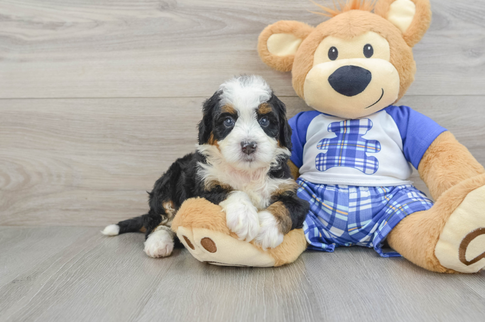 5 week old Mini Bernedoodle Puppy For Sale - Premier Pups