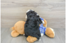 Fluffy Mini Bernedoodle Poodle Mix Pup