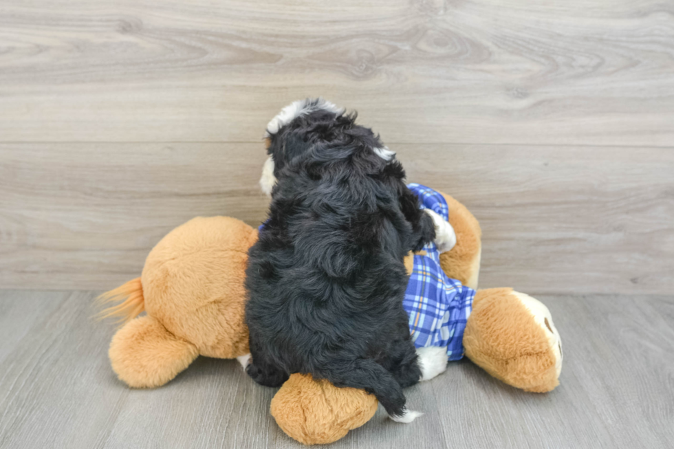 Fluffy Mini Bernedoodle Poodle Mix Pup