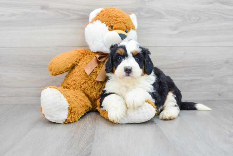 Fluffy Mini Bernedoodle Poodle Mix Pup